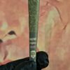 SHERBERT GELATO 5 PACK MAN PANTYBOYZ BUBBLEGUM DIESEL (HYBRID) 3gr